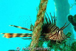 Lion Fish eyeing me up.  by Andy Hamnett 